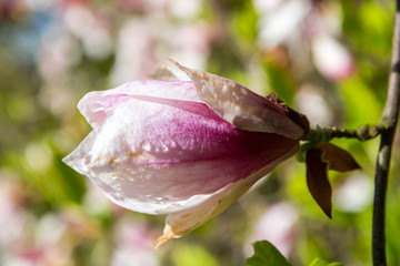 Springtime in the patk