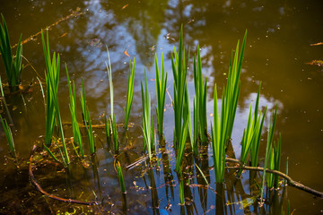 View in the Simeria park,. Romania