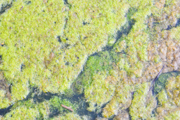 The surface of the reservoir is covered with green duckweed. Natural green abstract background.