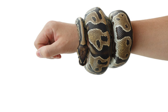The image of the royal or ball python on the hand of man