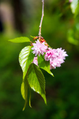 Flowers in the park