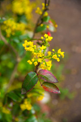 Flowers in the park