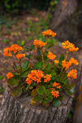 Flowers in the park