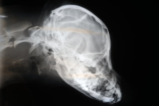 X-ray of dog skull. Veterinary x-ray image .
