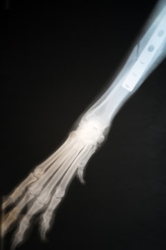 X-ray of dog's paw fracture. Radiograph of the broken paw of a dog .