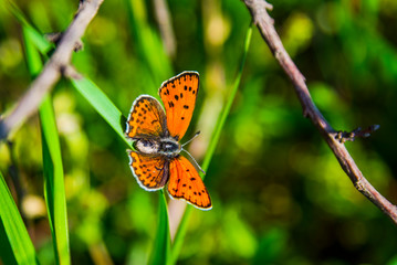 butterfly on flower
