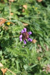 fleurs jardin terre europe france rhone lyon