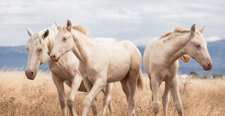 family of white horses eating in the grass in the middle of nature