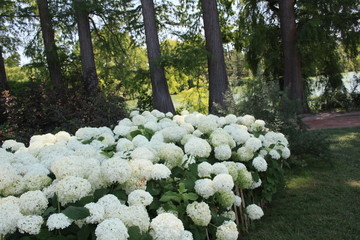 fleurs jardin terre europe france rhone lyon