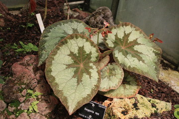 fleurs jardin terre europe france rhone lyon