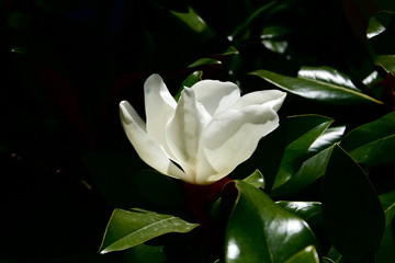 fleurs jardin terre europe france rhone lyon