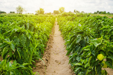 Fototapeta na wymiar Plantations of sweet Bulgarian bell pepper. Farming and agriculture. Cultivation, care and harvesting. Grow and production of agricultural products for sale. farmland. Plant growing, agronomy.