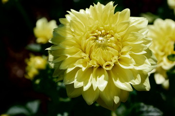 fleurs jardin terre europe france rhone lyon