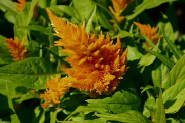 fleurs jardin terre europe france rhone lyon