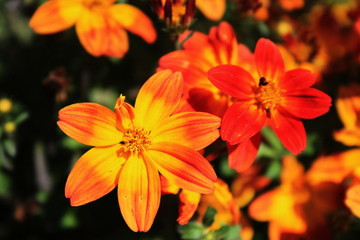 fleurs jardin terre europe france rhone lyon