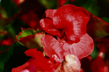 fleurs jardin terre europe france rhone lyon