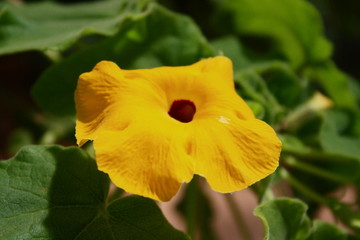 fleurs jardin terre europe france rhone lyon