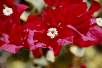 fleurs jardin terre europe france rhone lyon