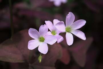 fleurs jardin terre europe france rhone lyon