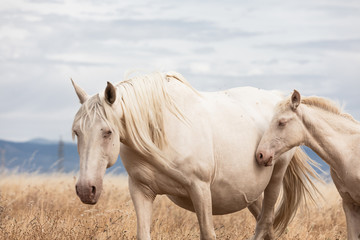 Obraz premium family of white horses eating in the grass in the middle of nature