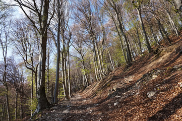 monte generoso e fiore di pietra