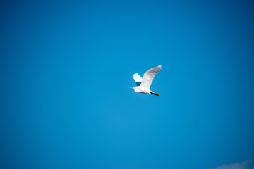 A white heron in flight