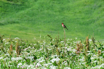 Male bird Carpodacus erythrinus in North Ossetia - Alania