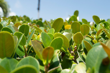 hojas tropical verde