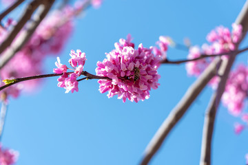 flowers on background of blue sky