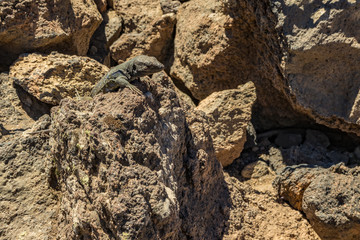Canary lizard - Gallotia galloti is resting on volcanic lava stone. The lizard stares at the camera, close up, macro, natural background. National Park Teide, Tenerife, Spain