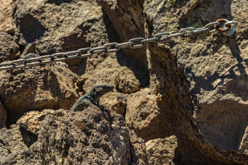 Canary lizard - Gallotia galloti is resting on volcanic lava stone. The lizard stares at the camera, close up, macro, natural background. National Park Teide, Tenerife, Spain
