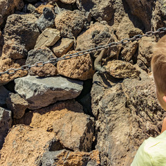 Child looks at Canary lizard - Gallotia galloti that resting on volcanic lava stone. The lizard stares at the boy and chewing something. Square Close up, selective focus. National Park Teide Tenerife