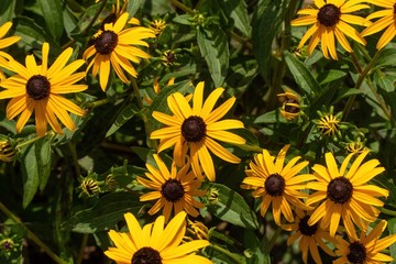 Obraz premium field of sunflowers
