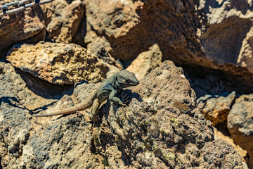 Canary lizard - Gallotia galloti is resting on volcanic lava stone. The lizard stares at the camera, close up, macro, natural background. National Park Teide, Tenerife, Spain