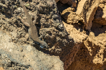 Canary lizard - Gallotia galloti is resting on volcanic lava stone. The lizard stares at the camera, close up, macro, natural background. National Park Teide, Tenerife, Spain