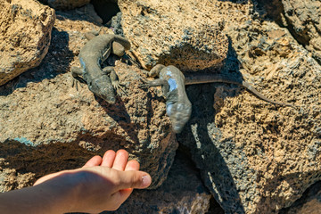 Canary lizards - Gallotia galloti are resting on volcanic lava stone. Reptile stares at the palm of man who tries to treat delicacy. Close up, macro, natural background. National Park Teide, Tenerife
