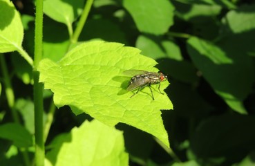 Fly on green leaf in the garden, closeup
