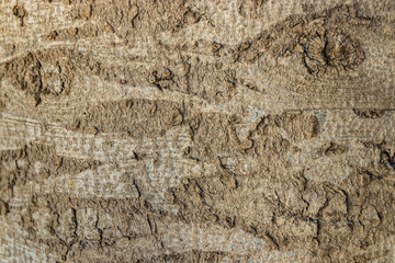 Interesting pattern on the bark of the blue spruce. By turning on the imagination you can find comparisons with various images from our life