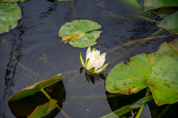Danube delta landscape