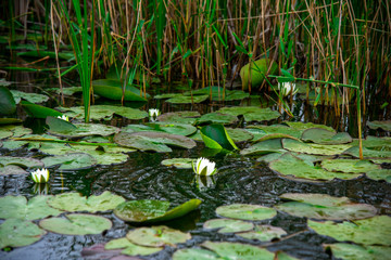 Danube delta landscape