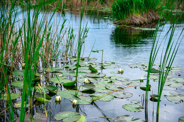 Danube delta landscape