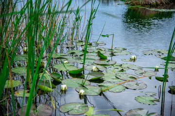 Danube delta landscape