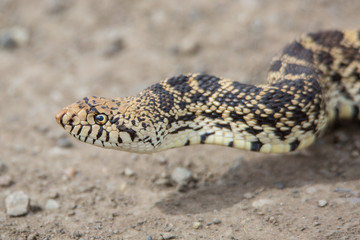 bullsnake