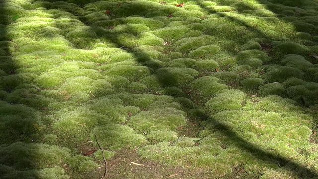 Dense green clumps of moss. Moss garden of Saiho-ji temple. Kyoto, Kansai, Japan.