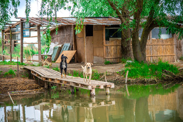Danube Delta view
