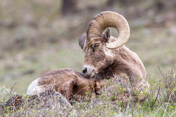 bighorn sheep