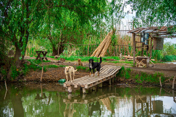 Danube Delta view