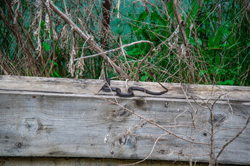 Landscape in Danube Delta