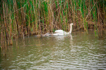 Swan and his little babys in Danube Delta