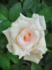 pink rose on black background